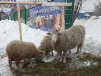 III Всекузбасский праздник «Сибирский валенок»